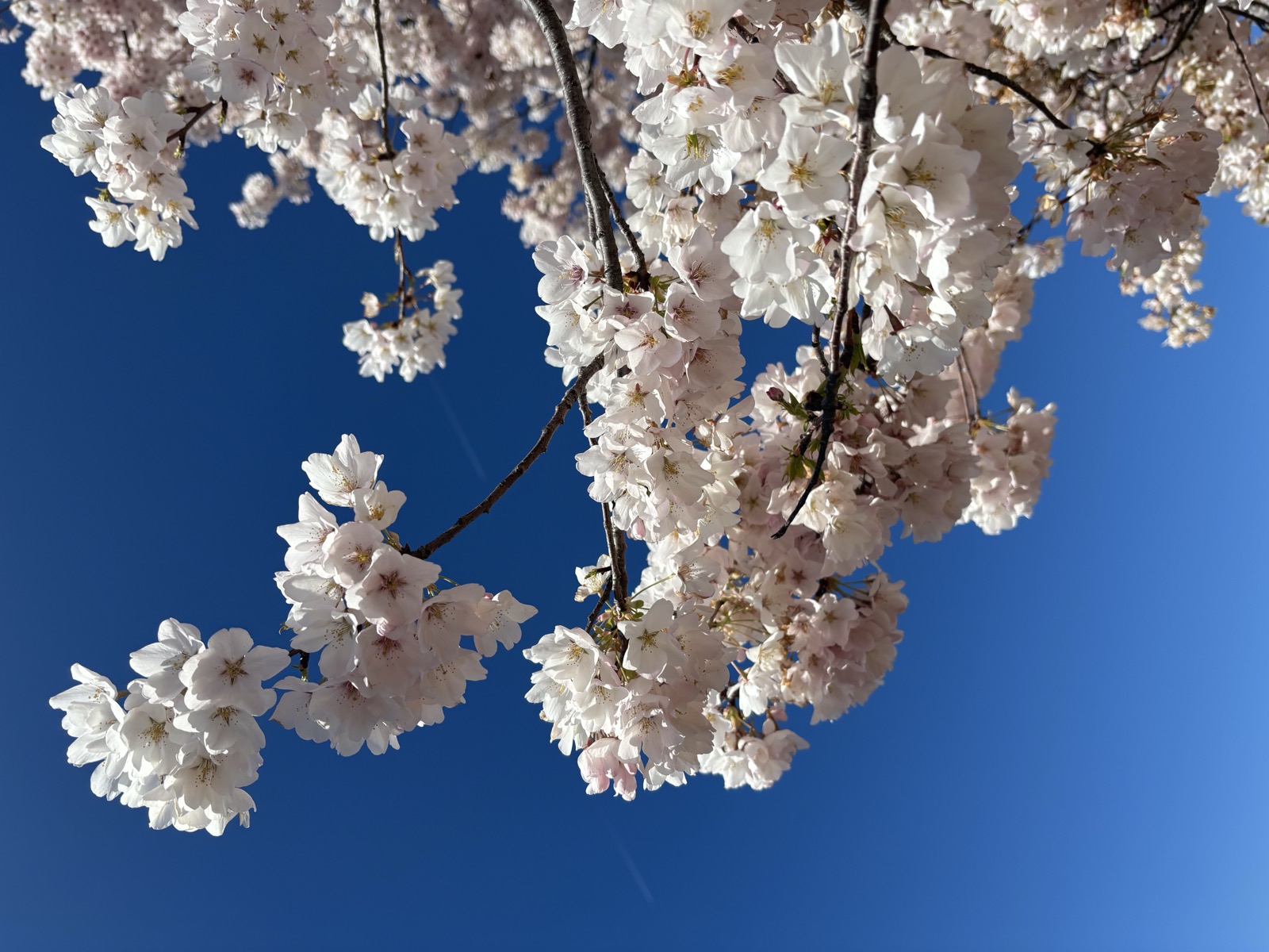 Cherry blossoms at the Tidal Basin, Washington D.C.