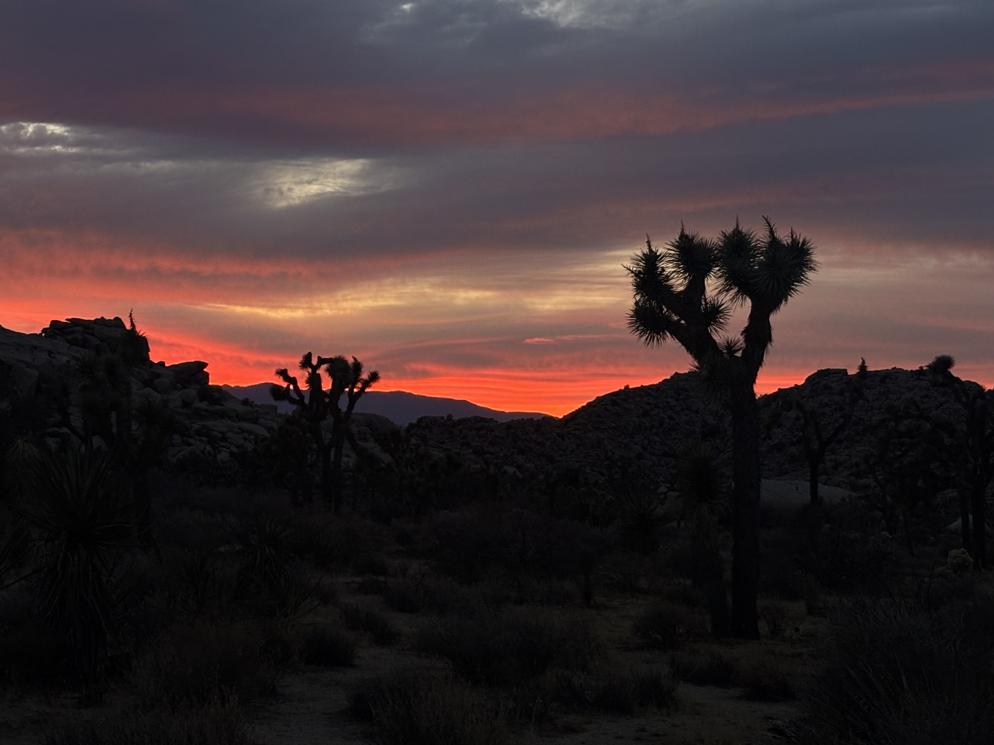 Sunset over Joshua trees, Joshua Tree National Park